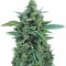 Семена сорта OG Kush Auto fem (Dr. Krippling Seeds)