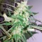 Семена сорта Sweet Cheese Auto fem (Sweet Seeds)
