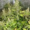 Семена сорта Blue Mystic fem (Royal Queen Seeds)
