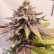 Семена сорта Persian Pie fem (Green House Seeds)