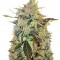 Семена сорта Auto American Pie fem (Pyramid Seeds)