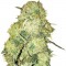 Семена сорта Goldmine fem (Heavyweight Seeds)