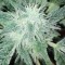 Семена сорта Royal Gorilla (Royal Queen Seeds)