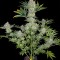 Семена сорта Serious Kush fem (Serious Seeds)