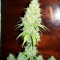 Семена сорта La Diva fem (Delicious Seeds)