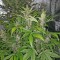 Семена сорта Blackberry auto fem (FastBuds)