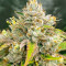 Семена сорта Pulp Friction fem (Green House Seeds)