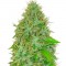 Семена сорта 2 Fast 2 Vast Auto fem (Heavyweight Seeds)