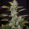 Семена сорта Auto Anesthesia fem (Pyramid Seeds)