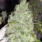 Семена сорта Incredible Bulk fem (Dr. Krippling Seeds)