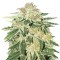 Семена сорта Kripple Roulette fem (Dr. Krippling Seeds)