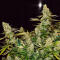 Семена сорта Jealousy Kush fem (Seedkeepers)