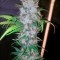 Семена сорта Cream Mandarine F1 Fast Version fem (Sweet Seeds)