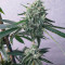 Семена сорта Alpha 21 fem (AlphaFem Seeds)