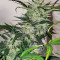 Семена сорта Chocodope fem (Victory Seeds)