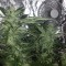 Семена сорта Blue Power fem (Vision Seeds)