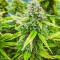 Семена сорта Auto Sweet Bourbon Kush fem (Dutch Passion)