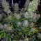 Семена конопли Moby Dick XXL Autoflowering fem