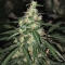 Семена сорта Jack Herer fem (Green House Seeds)