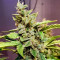 Семена сорта Skunky Monkey Auto fem (Heavyweight Seeds)