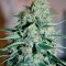 Семена сорта Original White Widow (IBL) fem