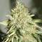 Семена сорта The Doctor fem (Green House Seeds)