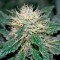 Семена сорта Hashberry reg (Mandala Seeds)