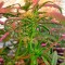 Семена сорта Kush-N-Cheese Autoflowering fem