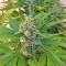 Сорт конопли Amnesia XXL Autoflowering 