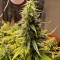 Семена сорта Sour Diesel Auto fem (Herbies Seeds)