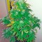 Семена сорта Bubba Kush Autoflowering fem (Dinafem Seeds)
