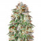 Bruce Banner 3 fem Anesia Seeds
