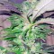 Семена сорта Biddy Early reg (Serious Seeds)