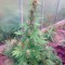 Семена сорта Anubis fem (Pyramid Seeds)