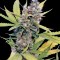 Семена марихуаны Honey B