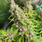 Семена сорта Grandmommy Purple fem (Herbies Seeds)