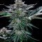 Семена сорта The New fem (Humboldt Seeds)