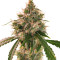 Семена сорта Wedding Cake Autoflower fem (Easy Grow Seeds)
