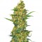 Семена сорта Warlock fem (Serious Seeds)