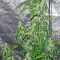 Семена сорта Massive Midget Auto fem (Heavyweight Seeds)