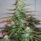Сорт конопли Royal Gorilla Automatic fem (Royal Queen Seeds)