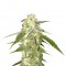 Семена сорта Amnesia Vip fem (VIP seeds)