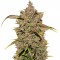 Семена сорта CBD Auto 1:1 auto fem (FastBuds Seeds)