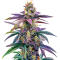 Семена сорта Blue Dream Autoflower fem (Seedkeepers)
