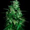 Семена сорта Auto Northern Delights fem (VIP seeds)