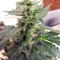 Семена сорта Sweet Mango Auto fem (Green House Seeds)