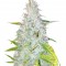 Семена сорта Auto AK fem (Female Seeds)