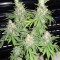 Семена сорта BubbleGummer fem (Female Seeds)