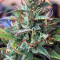 Семена сорта Girl Scout Cookies Auto fem (Original Sensible Seeds)