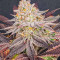 Семена сорта Lemon Orange fem (Green House Seeds)